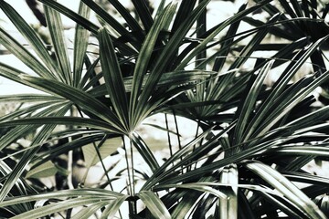 Fototapeta premium photo of artistic palm leaves in the garden
