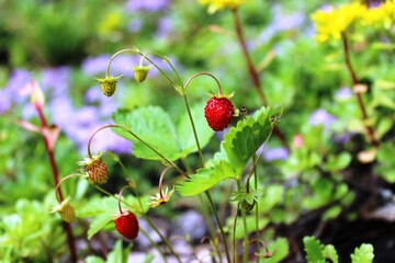 wild strawberry in the forest
