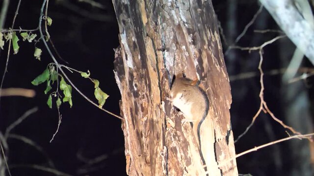 Mouse Lemur Climbing On A Tree, Kirindy Forest Reserve, Madagascar