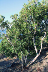 Albero storto Ligustrum e olivella assolato