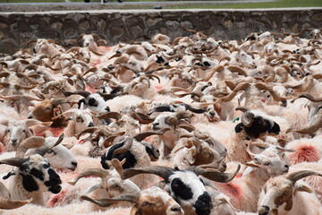 A trip of livestock goats inside a stone enclosure, Qinghai, China