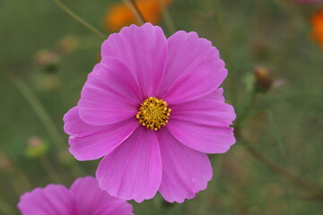 Fototapeta premium 秋の野原に咲くピンクのコスモス