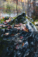 feuille répondant sur le rochet 