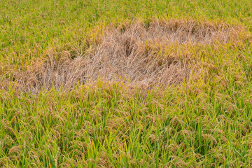 Obraz na płótnie Canvas Paddy field damaged by brown plant hoppers (Nilaparvata lugens) in Japan in autumn