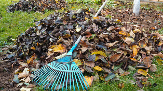 A garden rake is lying on a pile of fallen autumn leaves