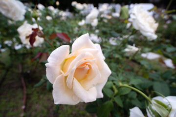 薔薇