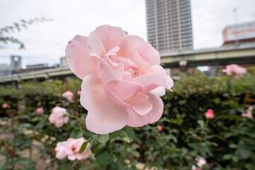 薔薇と都会の風景