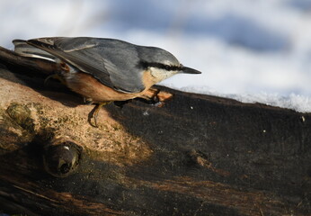ptaszek na gałęzi, kowalik © Adam