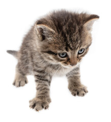 Small kitten isolated on a white background.