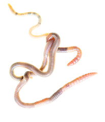 Earthworms isolated on a white