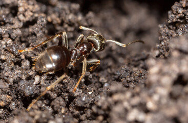 Ant crawling on the ground.