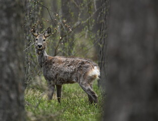 sarna zmienia sierść, las © Adam