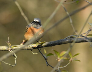 Ptaszek na drzewie, pleszka © Adam