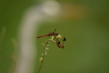 Fototapeta premium トンボ