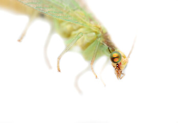 Green fly on a white background.