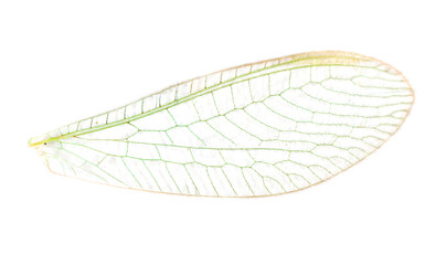 Fly wing isolated on white background.