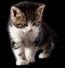 Kitten portrait isolated on black background.