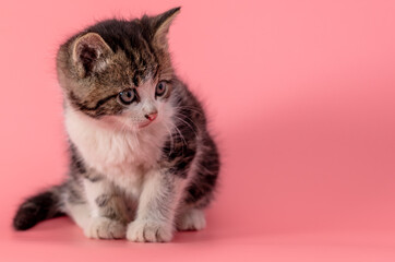 Kitten portrait isolated on pink background.