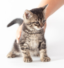 Hand caressing kitten isolated on white background.