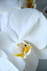 white-yellow orchid