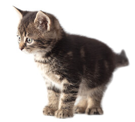 Kitten portrait isolated on a white background.