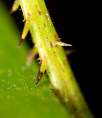 Close-up of the paw of a grasshopper in nature.