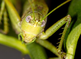 Close-up portrait of a grasshopper in nature.