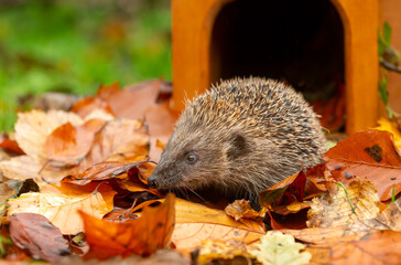 Hedgehog in autumn, wild, free roaming hedgehog, taken from within a wildlife hide to monitor the health and population of this favourite but declining mammal, copy space © Moorland Roamer