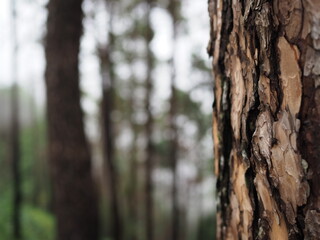 pine tree in rainforest 