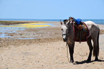 A bridled and saddled horse stands on the sandy shores of Qinghai Lake, blue skies, Qinghai, China