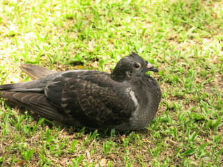 the pigeon is sitting on the grass for leisure time