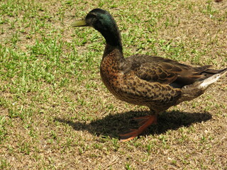 the ducks are walking on the grass to find something to eat