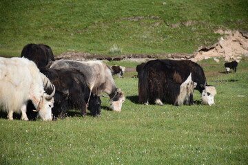 Grazing cattle herd on green pastures, Qinghai China