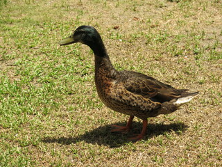 the ducks are walking on the grass to find something to eat