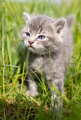 Naklejka na ściany i meble Portrait of a little kitten in green grass