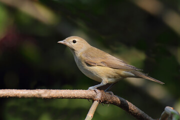 Garden warbler. Bird. Sylvia borin