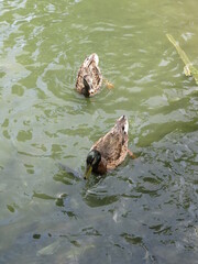 the ducks are swimming in the pool with funny posture outdoor