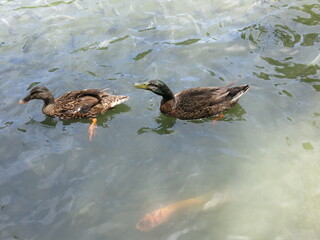 the ducks are swimming in the pool with funny posture outdoor