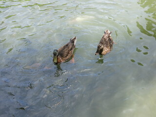 the ducks are swimming in the pool with funny posture outdoor