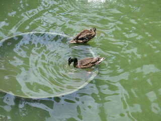 the ducks are swimming in the pool with funny posture outdoor