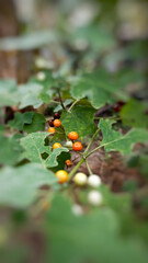 Turkey berry ( Solanum torvum Sw. ) in garden