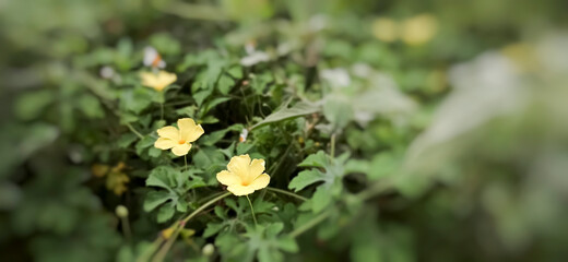 Yellow flowers in a large field