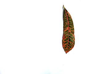 Patterns on the leaf surface