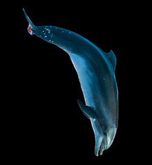 Dolphin is isolated on a black background.