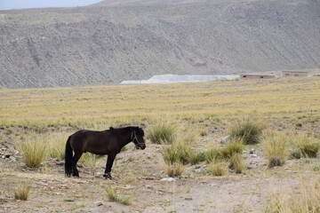 Dark brown horse standing alone in grass plains, side view, mountain backdrop, Qinghai, China