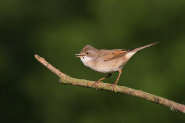 Common whitethroat. Bird in spring. Curruca communis