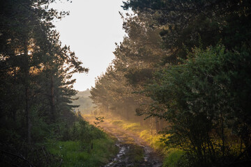 Beautiful mystic forest road in mountains at colorful sunset