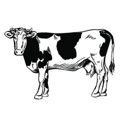 cow with black spots. hand drawing. stock vector illustration