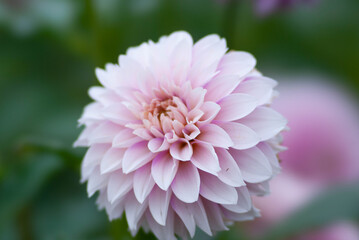 Obraz premium ダリヤ