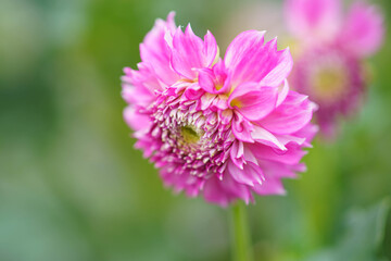 Obraz premium ダリア